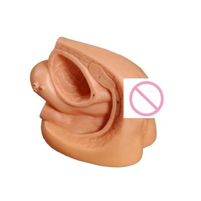 Female Internal Genital Organ and Urinary Catheterization Practice Model for Training