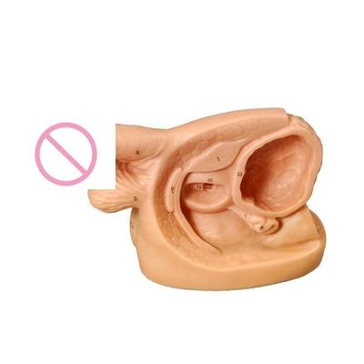 Female Internal Genital Organ and Urinary Catheterization Practice Model for Training