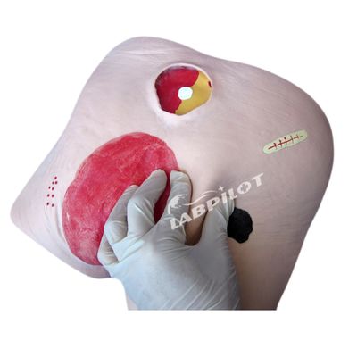 Human Model Decubitus Ulcer Care Training Simulator for Categories in Medical Science