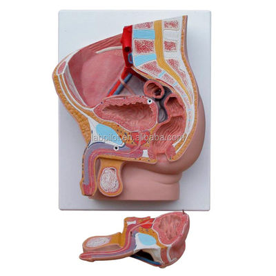 Medical Science Male Pelvis Model 2-part Detachable Genital Organs with Advanced PVC