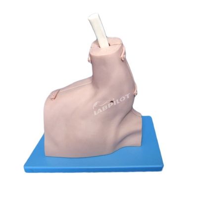 Human Life Size Patients Care Demonstration Shoulder Arthroscopy Model Demonstration