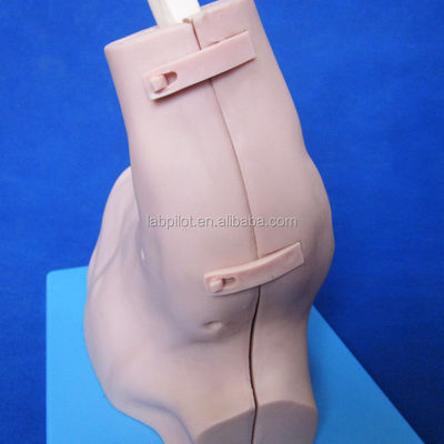 Human Life Size Patients Care Demonstration Shoulder Arthroscopy Model Demonstration