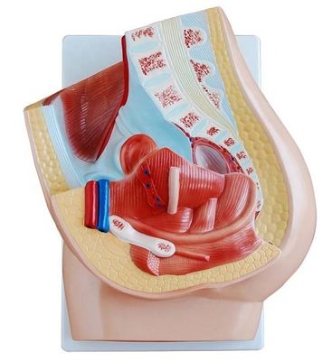 Vivid Female Pelvis Model for Medical Teaching Categories Human Genital System Models