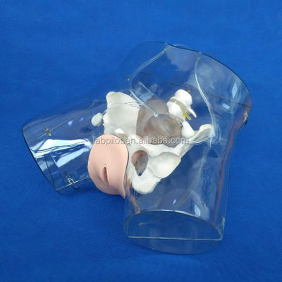 Realistic Female Pelvis Model for Dilatation and Curettage Training Simulator Tool