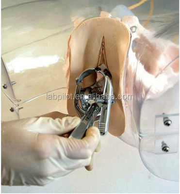 Realistic Female Pelvis Model for Dilatation and Curettage Training Simulator Tool
