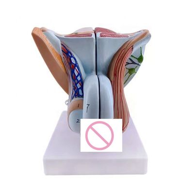 Anatomical demonstration Advanced PVC Male Internal and External Genital Organ Model