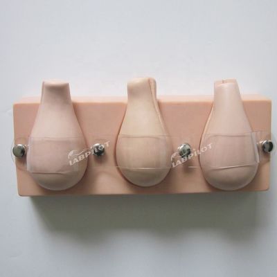 Patients Care Demonstration Artificial Abortion Simulated Uterus for Training Model