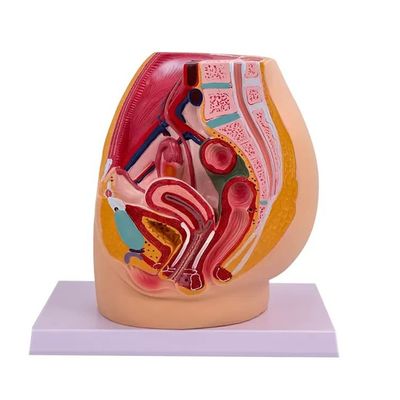 Female Pelvic Cavity Model Anatomy in Mediasagittal Section for Teaching in Hospitals