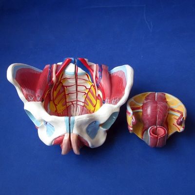 Female Pelvic Cavity Model Muscles Vessels and Nerves for Medical Demonstration ' Choice