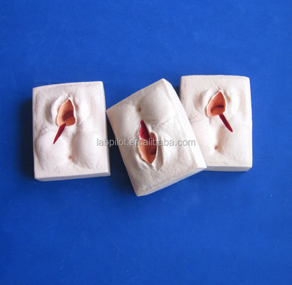 Advanced PVC Episiorrhaphy Training Simulator for Realistic Vulva Suturing Techniques