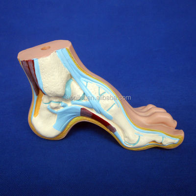 Categories Detailed Anatomy Structures 3D Biological Normal Flat and Arched Foot Models