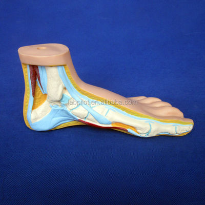 Categories Detailed Anatomy Structures 3D Biological Normal Flat and Arched Foot Models