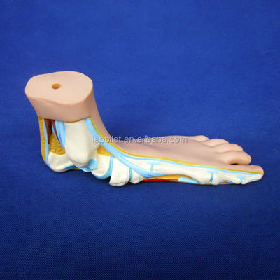 Categories Detailed Anatomy Structures 3D Biological Normal Flat and Arched Foot Models
