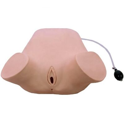 Advanced PVC Multi-functional Four Maneuvers Leopold Model Rectal and Vaginal Examination Training Manikin