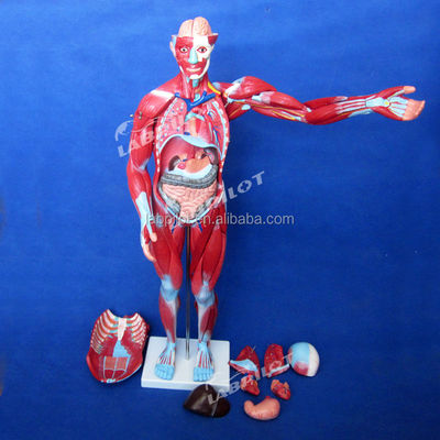 Item Human Body Anatomy Model Displaying Internal Organs and Muscles Torso Mannequin