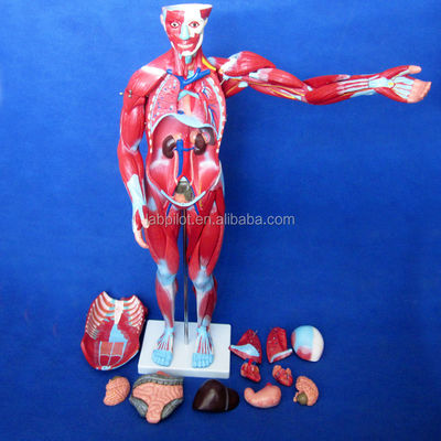 Item Human Body Anatomy Model Displaying Internal Organs and Muscles Torso Mannequin