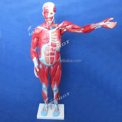 Item Human Body Anatomy Model Displaying Internal Organs and Muscles Torso Mannequin