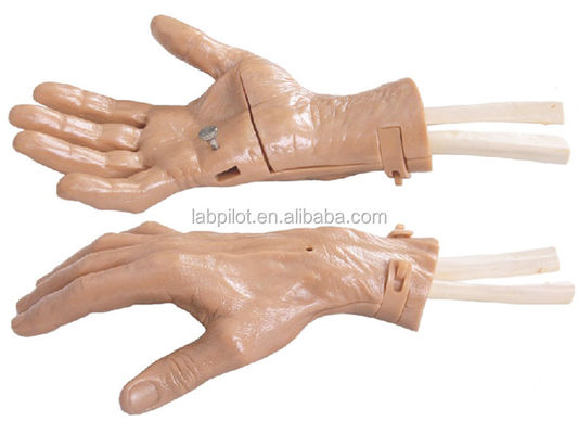 Realistic Hand Movement Hand Training Recovery Simulator with Vivid Anatomy Structure