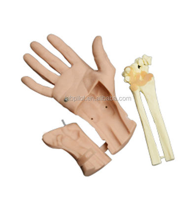 Realistic Hand Movement Hand Training Recovery Simulator with Vivid Anatomy Structure