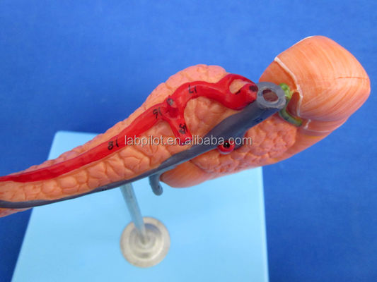 Educational Demonstration Model of Human Life Size Pancreas with Spleen and Duodenum