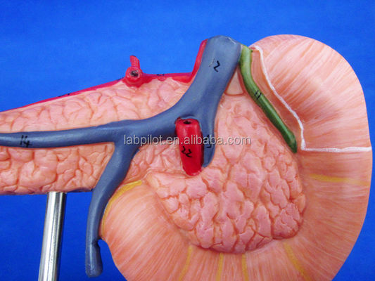 Educational Demonstration Model of Human Life Size Pancreas with Spleen and Duodenum