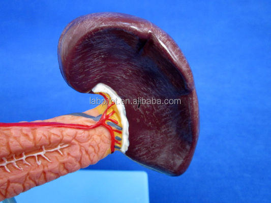 Educational Demonstration Model of Human Life Size Pancreas with Spleen and Duodenum