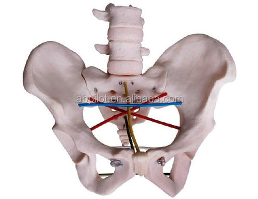 Obstetric Examination Pelvis Model for Gynecological Training and Pelvimetry Demonstration