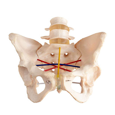 Obstetric Examination Pelvis Model for Gynecological Training and Pelvimetry Demonstration