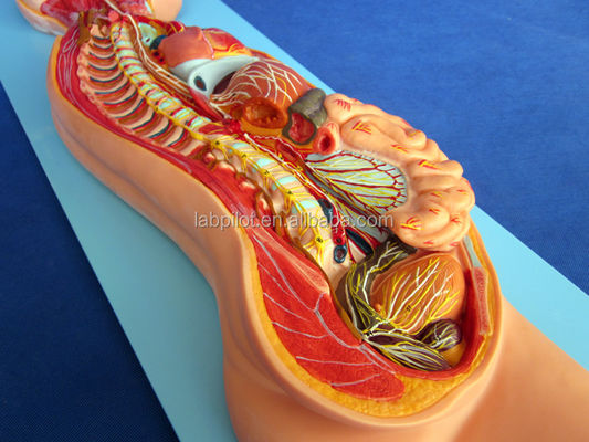 Detailed Human Life Size Anatomical Model for Automatic Nervous System and Torso Organs