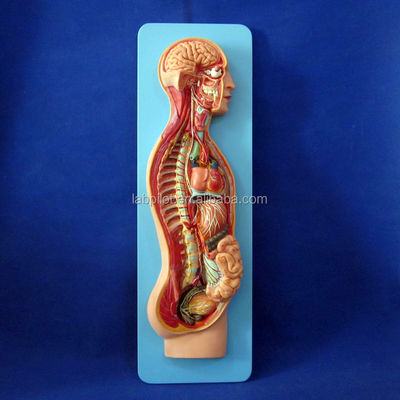 Detailed Human Life Size Anatomical Model for Automatic Nervous System and Torso Organs