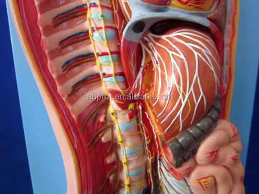 Detailed Human Life Size Anatomical Model for Automatic Nervous System and Torso Organs