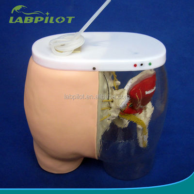 Medical Science Intramuscular Injection Training Model with Visible Muscles and Nerves