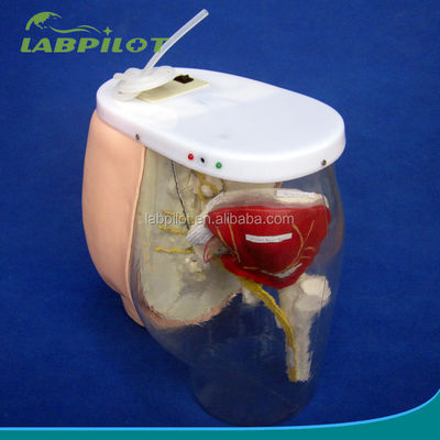Medical Science Intramuscular Injection Training Model with Visible Muscles and Nerves
