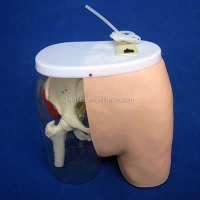 Medical Science Intramuscular Injection Training Model with Visible Muscles and Nerves