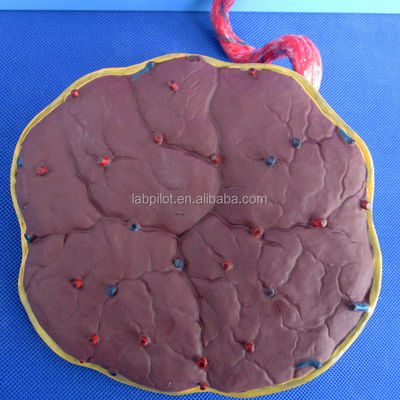 Medical Science Painted Fetal Circulation Model with Heart Placenta and Umbilical Cord
