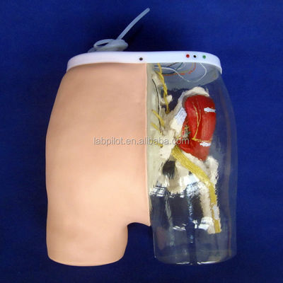 Medical Science Intramuscular Injection Training Model with Visible Muscles and Nerves