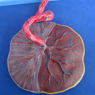 Medical Science Painted Fetal Circulation Model with Heart Placenta and Umbilical Cord