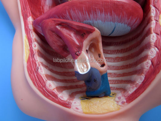 Medical Science Painted Fetal Circulation Model with Heart Placenta and Umbilical Cord