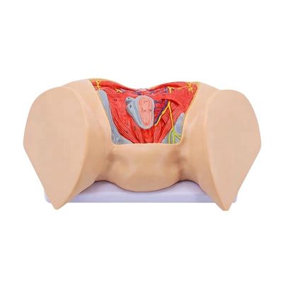 Medical Science Anatomical Model Advanced Female Perineal Muscles Nerves and Vessels