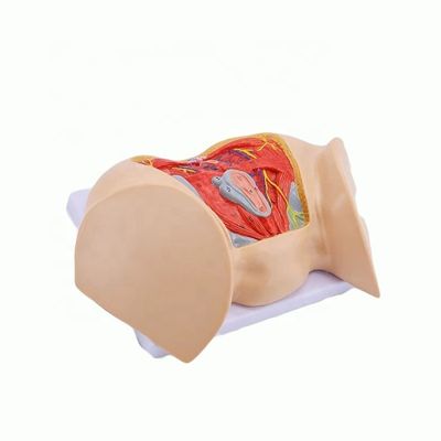 Medical Science Anatomical Model Advanced Female Perineal Muscles Nerves and Vessels