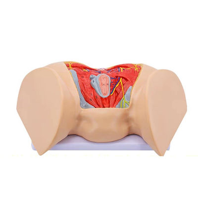 Medical Science Anatomical Model Advanced Female Perineal Muscles Nerves and Vessels