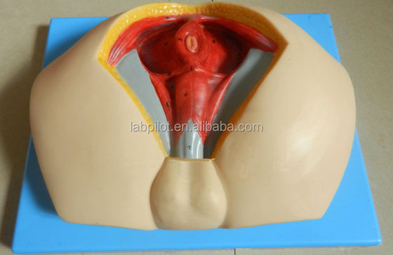 Human Life Size Advanced PVC Perineum Model for Understanding Male Perineal Anatomy