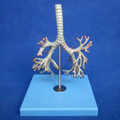 Medical Human Bronchia Model Advanced PVC Bronchus of Trachea Model in Life Size