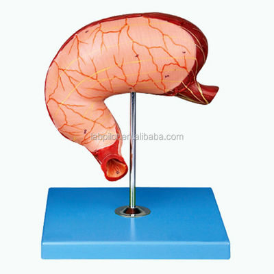 Advanced PVC Human Stomach Section Model for Digestive System Professional Education