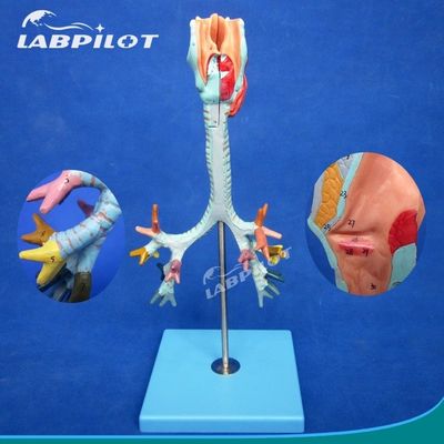 Medical Science Display Detachable Bronchial Tree and Trachea Model for Larynx Anatomy