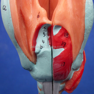 Medical Science Display Detachable Bronchial Tree and Trachea Model for Larynx Anatomy