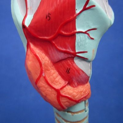Medical Science Display Detachable Bronchial Tree and Trachea Model for Larynx Anatomy