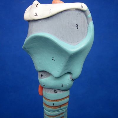 Medical Science Display Detachable Bronchial Tree and Trachea Model for Larynx Anatomy