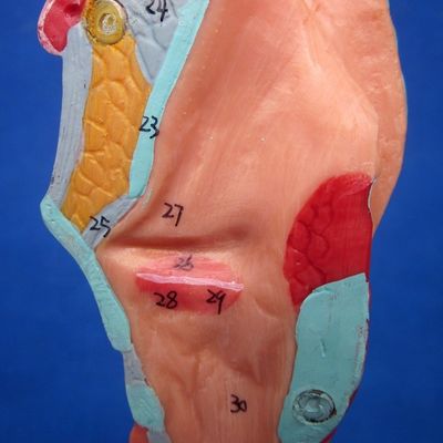 Medical Science Display Detachable Bronchial Tree and Trachea Model for Larynx Anatomy