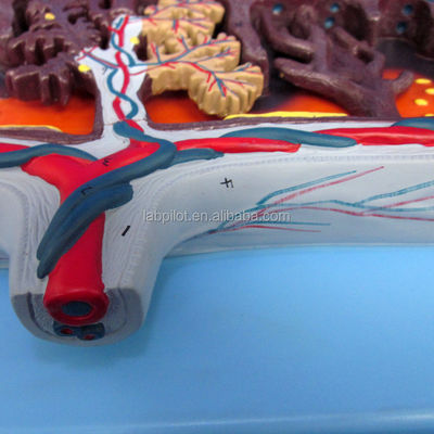 Vivid Placenta Model 3D Placenta Tissue and Umbilical Cord for Anatomy Demonstrations